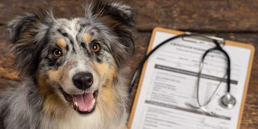 ¿Cuándo fue su última revisión? Las señales silenciosas de que tu perro necesita ir al veterinario